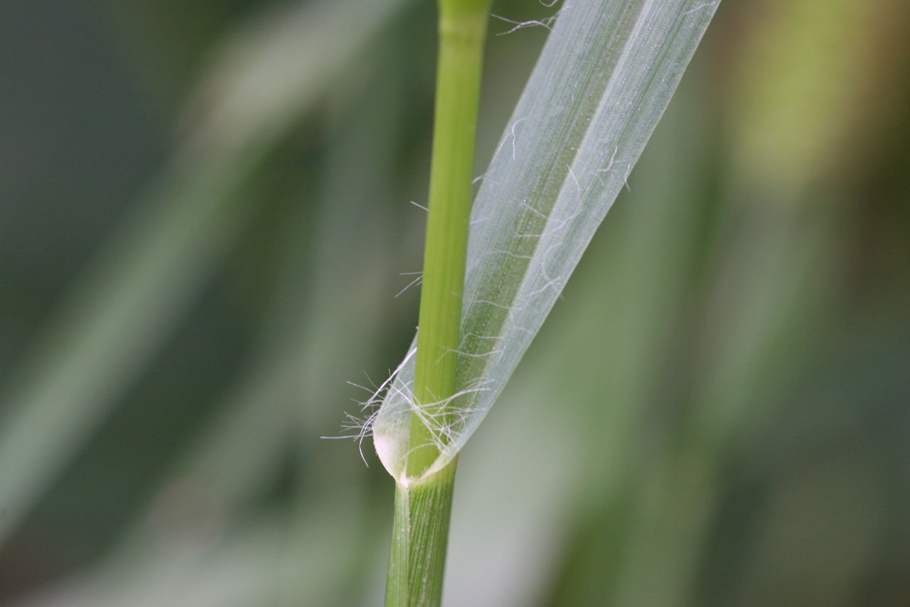 Figure 23. Yellow foxtail leaves are hairless except for long, wispy hairs on the upper leaf surface near the collar. Photo courtesy of Steven Gower. 
